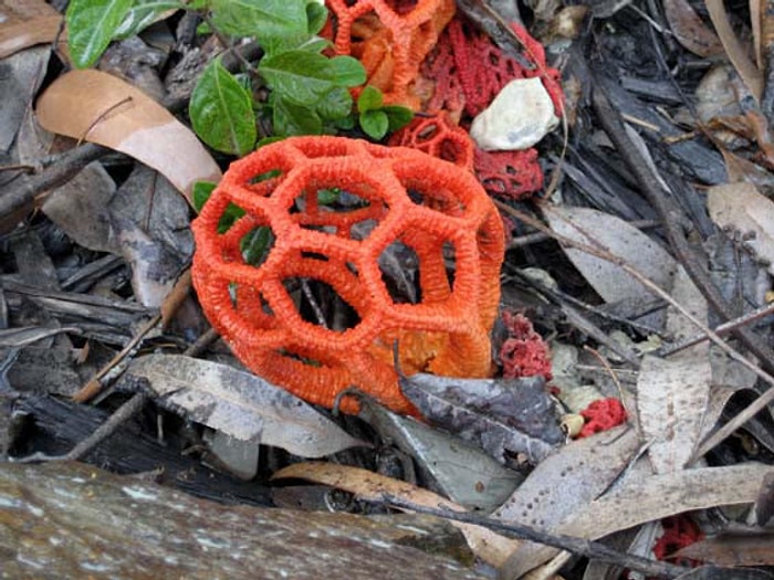 Yemeğe Doğrayamayacağınız Ama Bakmaya da Doyamayacağınız Olağanüstü 15 Mantar