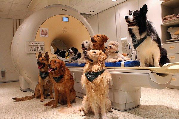 Araştırmacılar 13 köpeğin beynini MR yöntemiyle inceledi
