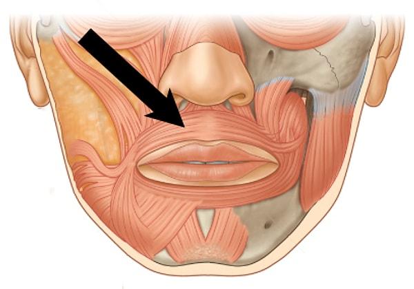 12. Islık çalabilmeniz dudaklarınızın üstündeki ''orbicularis oris'' kaslarınıza bağlıdır.