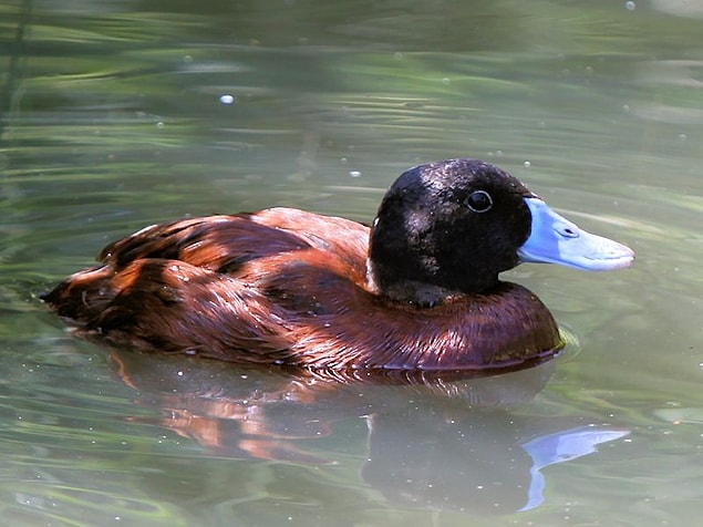 4. The Argentina lake duck has the largest penis -compared to its body- with 42.5 cm / 16.8 inches!
