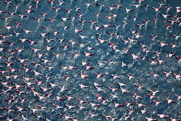 23. Flamingoların uçuşu. Rosolina, İtalya.