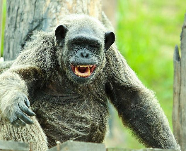 10. All monkeys giggle when they’re being tickled.