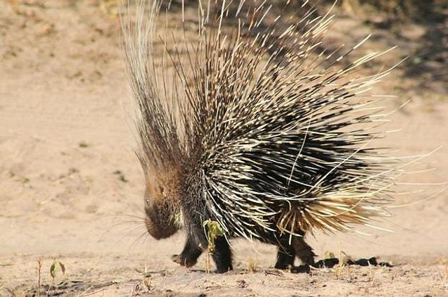 12. The quills of African porcupines can be up to 50 centimeters (20 inches) long.