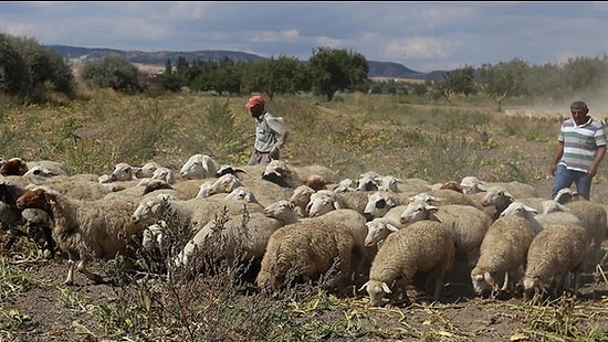 İnsanlık Timsali: Bulduğu 200 Bin Doları İade Eden Çoban