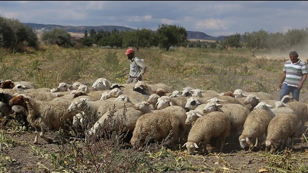 İnsanlık Timsali: Bulduğu 200 Bin Doları İade Eden Çoban