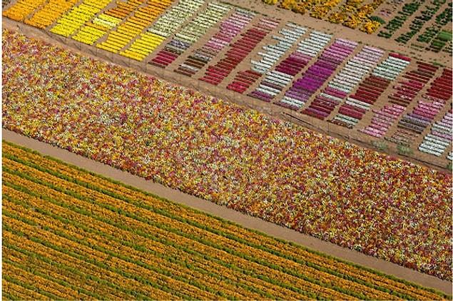 4. Flower fields in California