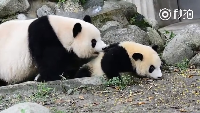 Annesinin Banyo Israrlarından Kaçmaya Çalışan Aşırı Minnoş Yavru Panda