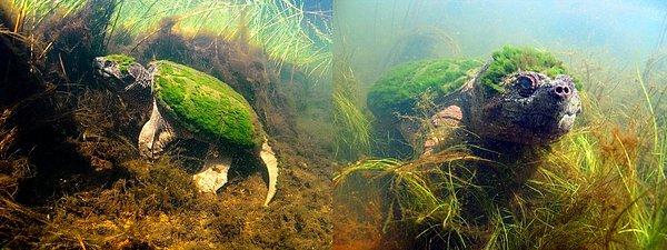 11. Su yosunlarıyla kaplanmış bir kaplumbağa 🌾