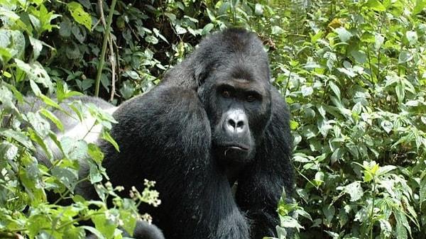 Ancak güncellenen "Kırmızı Liste"ye yeni bir hayvan türü eklendi: Dünyanın en büyük primatı olarak da bilinen Grauer gorilleri