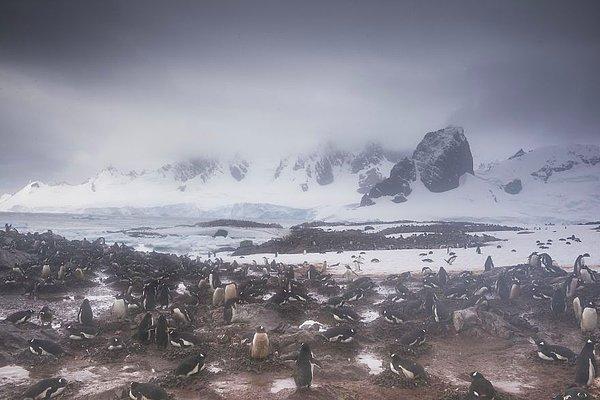 Bir yandan, erimiş buz Gentoo, Adelie ve Chinstrap penguenlerinin daha çok üremesine olanak sağlıyor.
