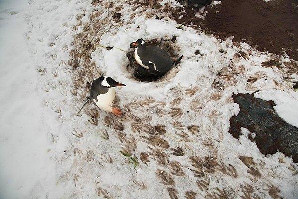 Hem anne hem baba penguenler; taş, çim, tüy ve yosundan dairesel şekilde yaptıkları yuvanın inşasında birlikte çalışıyorlar.