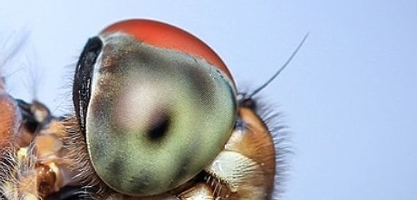 4. Кто только что одарил вас взглядом?