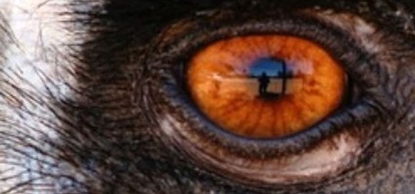 5. А эти глаза? Какому животному они принадлежат?