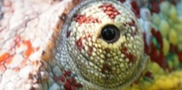 8. Счастливый обладатель этих глаз...