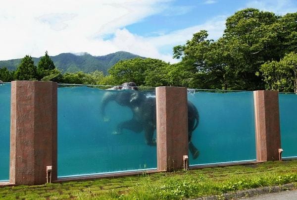 9. Japonya'da bir safari parkında filler için yüzme havuzu.