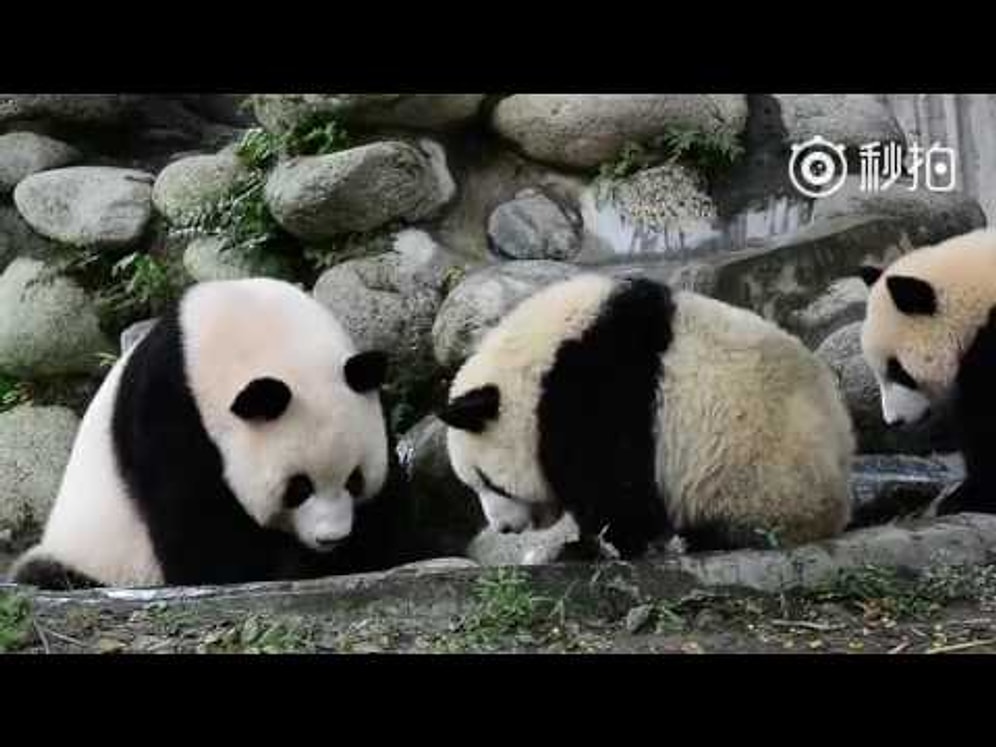 Мама-панда чуть ли не силой заставляет малыша помыться