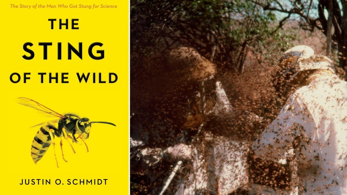 ''The Sting Of The Wild'' adlı kitabı için ısıran böceklerden birçok farklı tür toplamış.