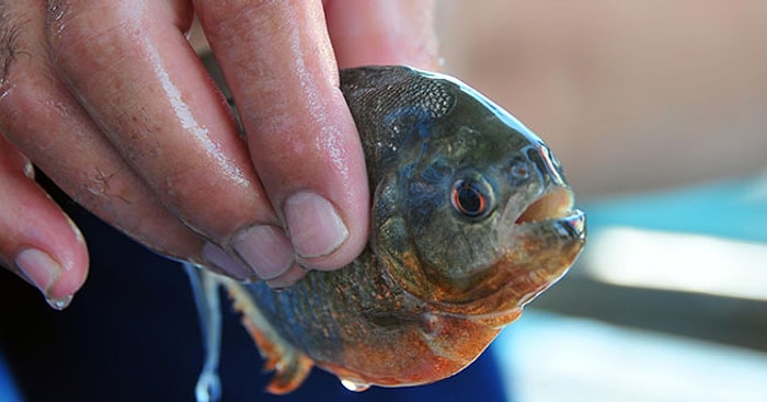 Adana'da 'Piranha' Paniği: Amatör Bir Balıkçıyı Isırmış!