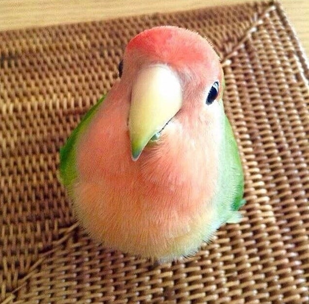 23. The bird that looks like an actual watermelon