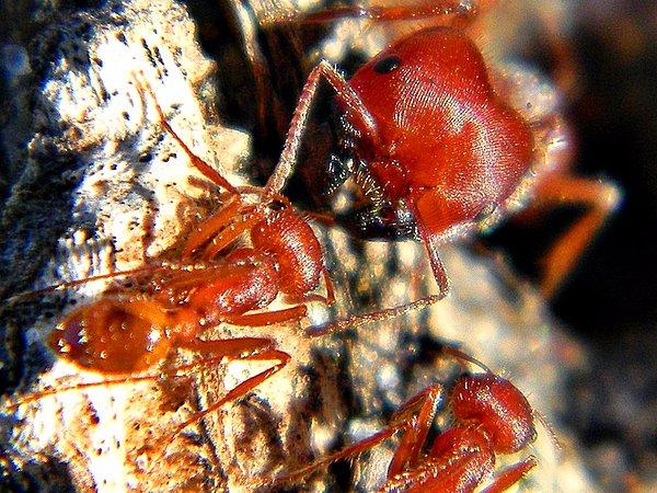 Biçerdöver karınca
