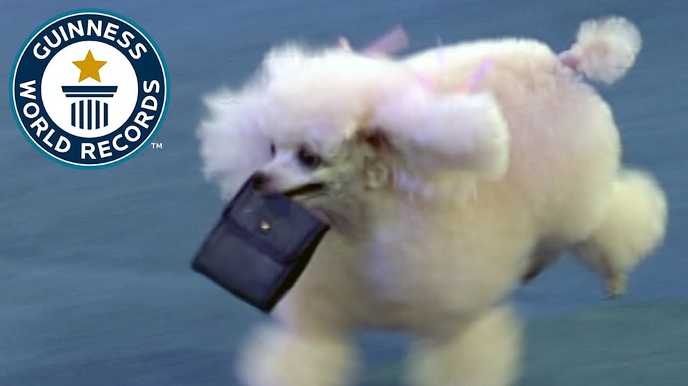 Birbirinden İlginç Yetenek ve Özellikleriyle Guinness Rekorlar Kitabına Girmiş Hayvanlar