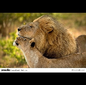 lion king Yazar Profil Resmi