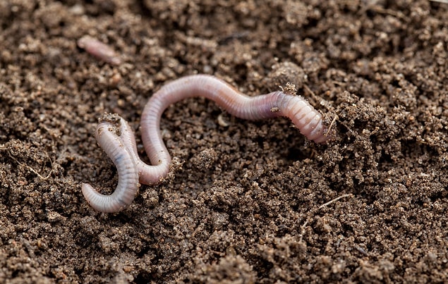 11. Do worms have eyes? (2,900 monthly searches)