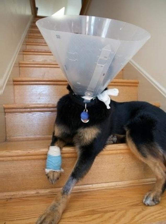 6. Ashamed of being so clumsy or of that collar?