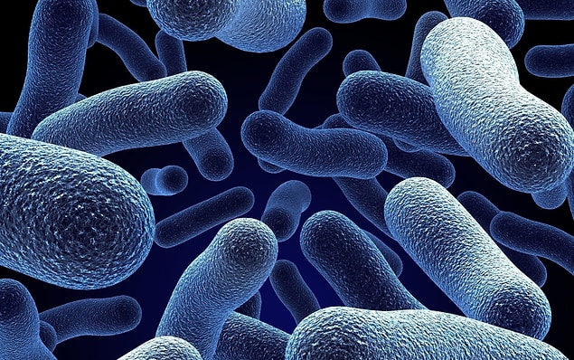 Bacillus F bacteria is one of the ancient bacterias discovered in Siberian ice in 2009.