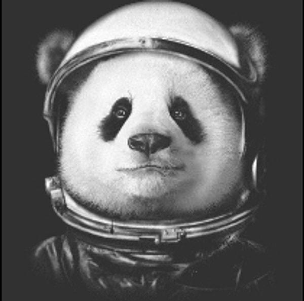 Astronot Panda