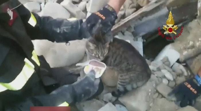 16 Gün Sonra Enkaz Altından Çıkarılan Kedi