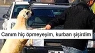 Kurban Bayramına Özel Kavurma Lezzetinde 19 Kaliteli Mizah
