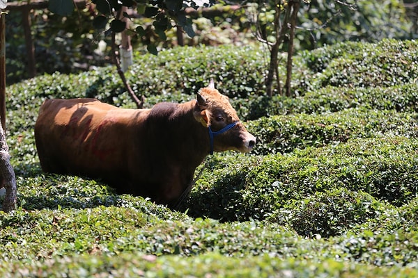 Rize'de kaçan boğa 4 kişiyi hastanelik etti