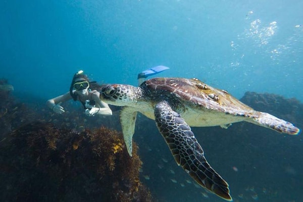 2. Вот, например, она плавает с черепахой!