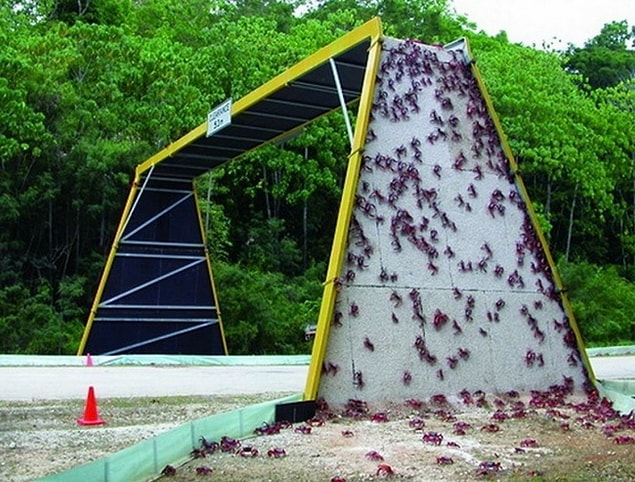 7. A bridge for crabs’ migration, Australia
