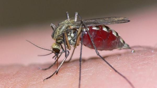 3. Eğer 1,200,000 sivrisinek aynı anda kanınızı emerse, vücudunuzdaki tüm kan tükenir.