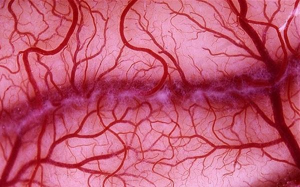 5. Eğer yetişkin bir insanın vücudundaki tüm kan damarları uç uca eklenseydi, damarlarımız 160,000 kilometrelik bir uzunluğa sahip olurdu.