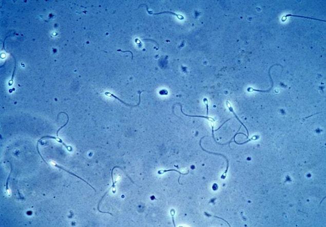 1,492 sperm specimens were analyzed in the studies.