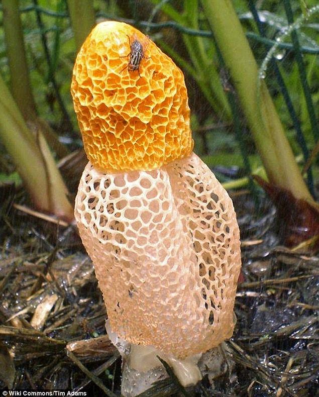 This orange colored, phallus shaped mushroom grown on the volcanic hills of Hawaii is claimed to give women a strong orgasm.