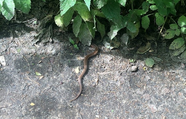 "Этим летом случилось так, что меня впервые в жизни укусила змея, да не какой-нибудь уж или медянка, а сразу гадюка. Укусила за большой палец правой руки"