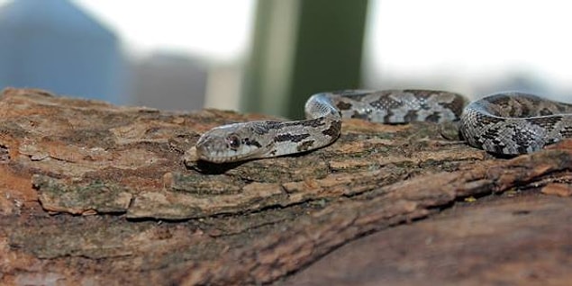 3. China/ "Snake head rat eyes"