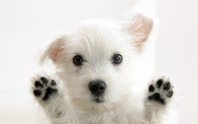 13. Korea/ "Dog baby"