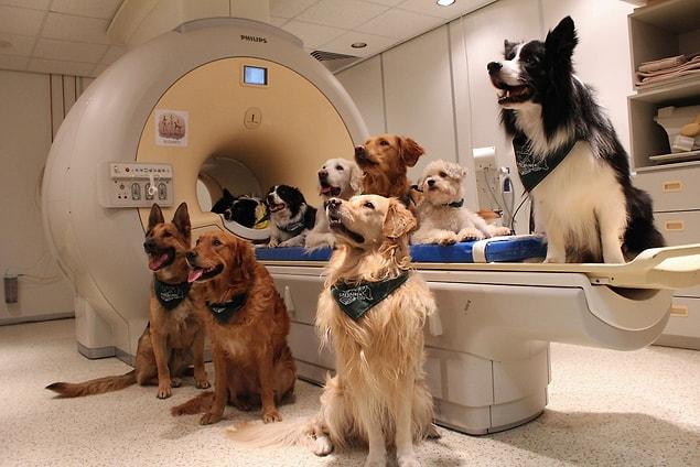 Researchers monitored and analyzed the brain activity of 13 dogs.