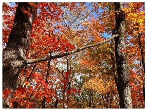 8. Два дерева, разделяющие одну ветвь
