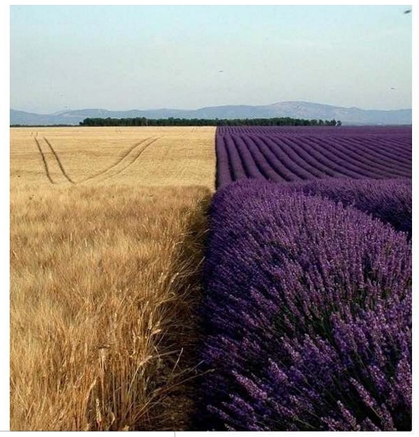 13. Пшеничное поле против лавандового поля
