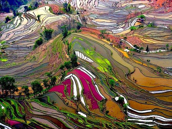 5. Çin'de, Yuanyang bölgesindeki pirinç tarlalarının renklerine hayran kalın.