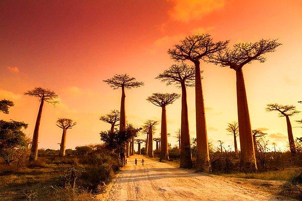 21. Baobab ağaçlarının içinden yürüyün.
