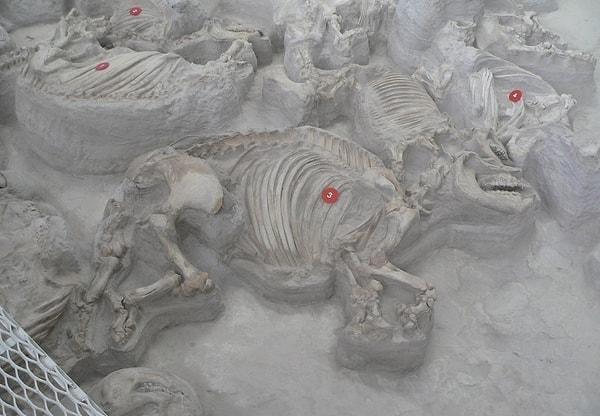 7. Paleontolojistler, ABD'nin Idaho eyaletinde toplu hayvan mezarlığı keşfetti.