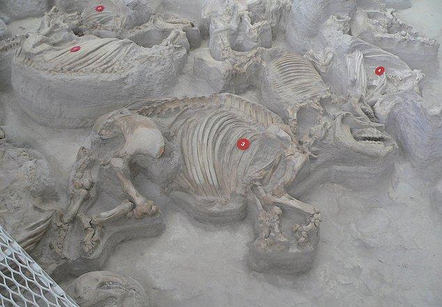 14. Paleontolojistler, ABD'nin Idaho eyaletinde toplu hayvan mezarlığı keşfetti.