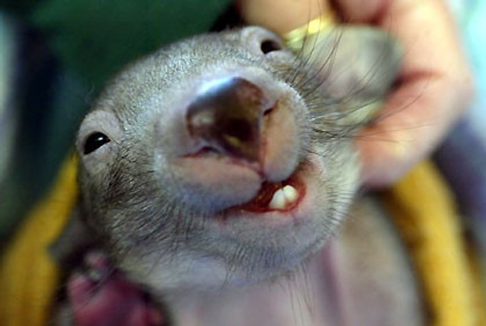 Hayvanlar Alemi İle İlgili Bu Testte Son Soruyu Görebilecek Misin?